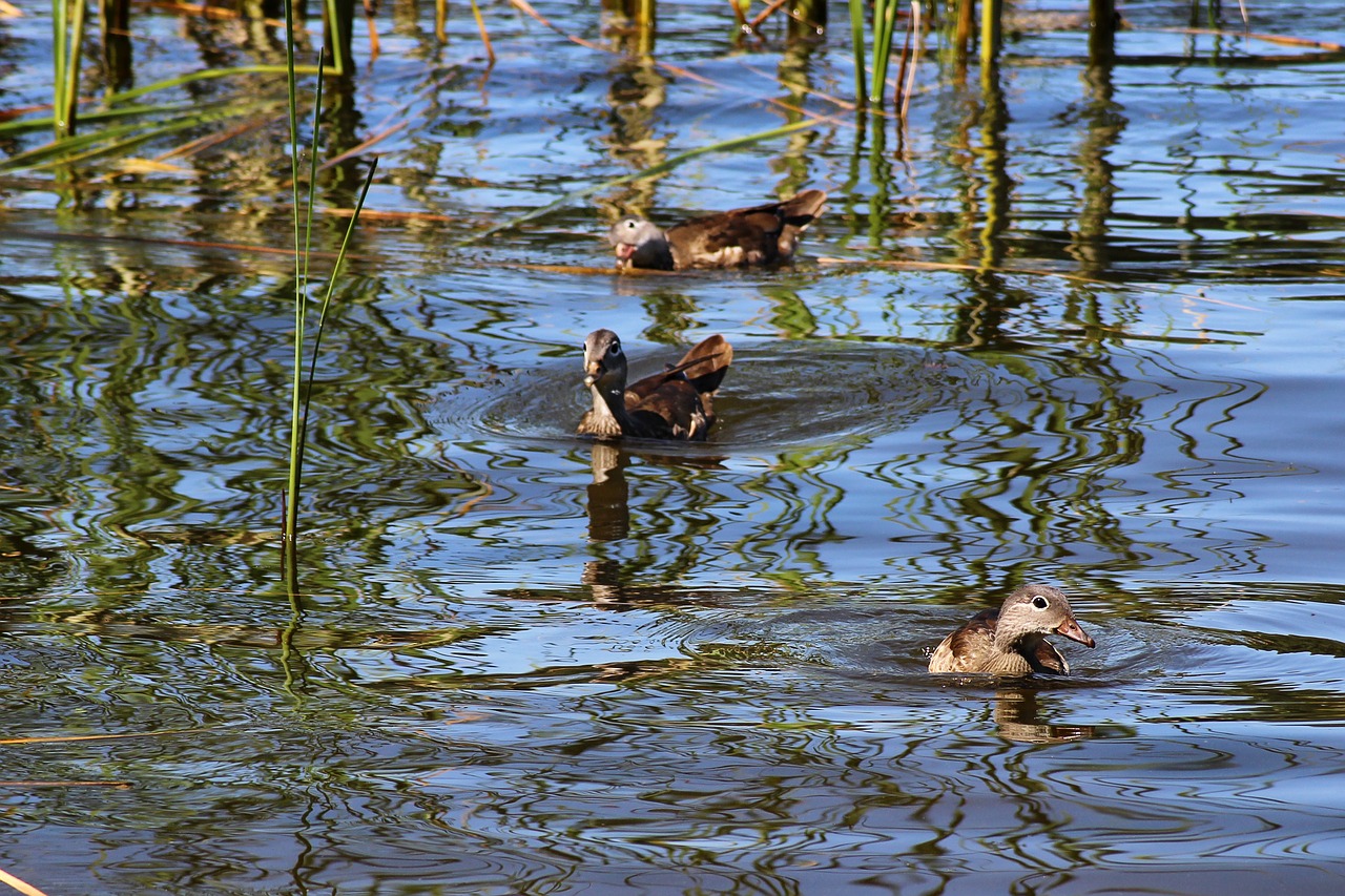 ducks gadwall water bird free photo