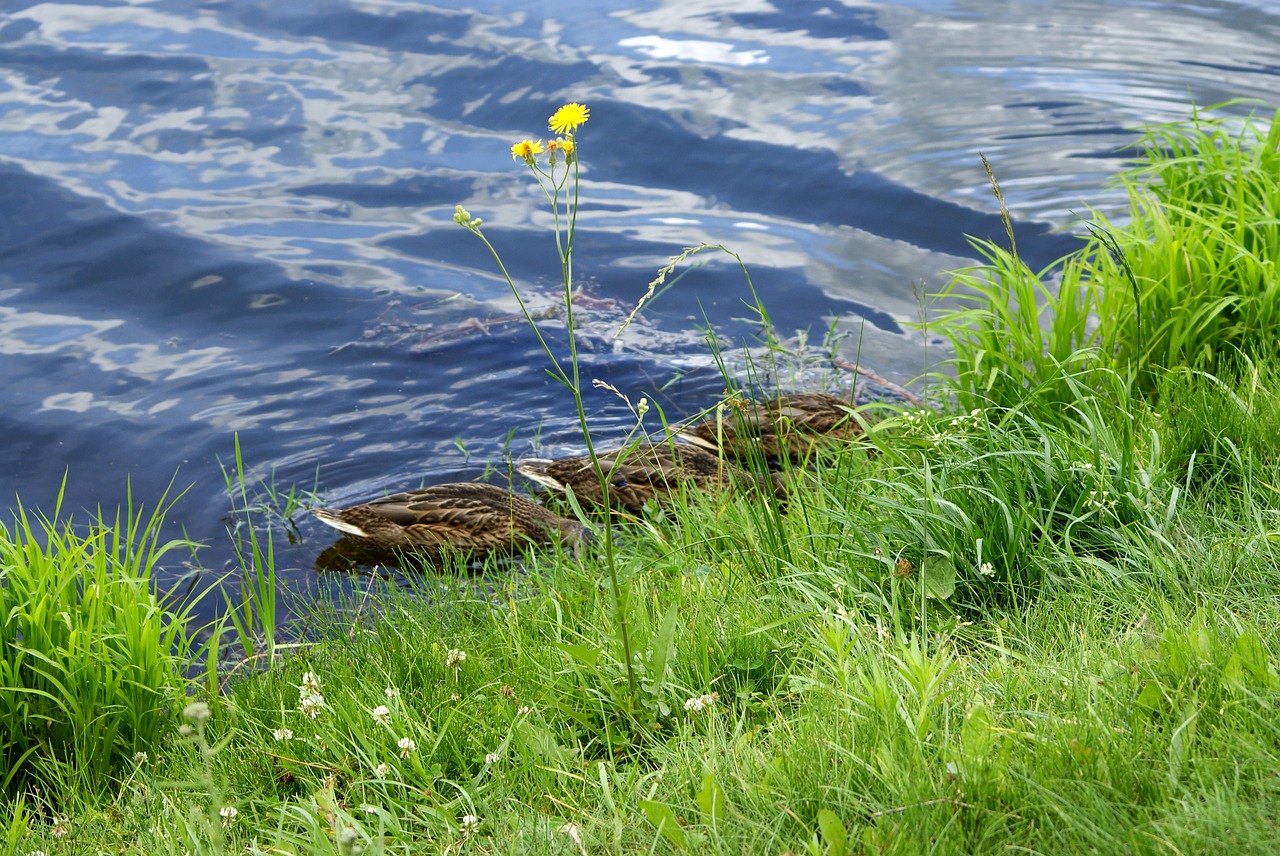 ducks drinking water free photo