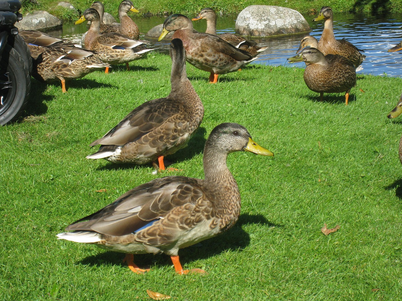 ducks grass park free photo