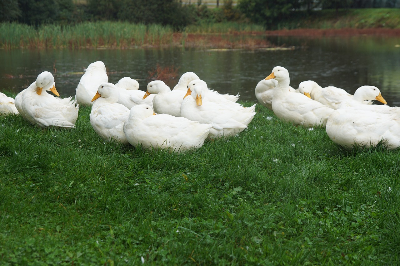 ducks geese bird free photo