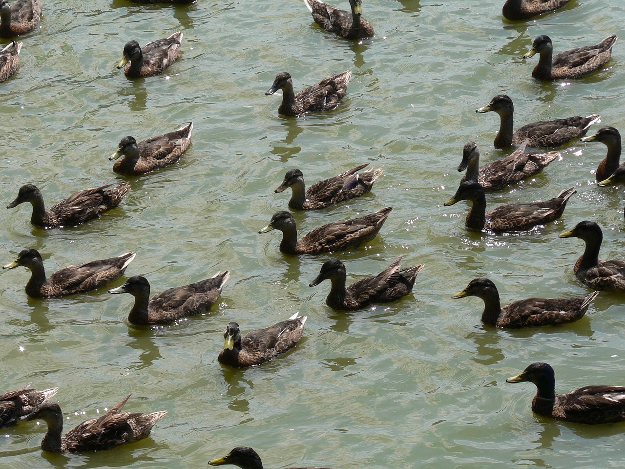 ducks lake pond free photo