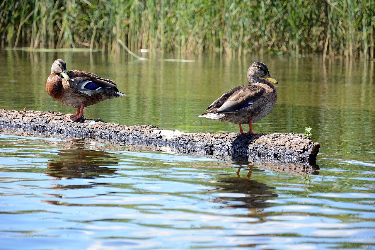 ducks mazuty lake free photo