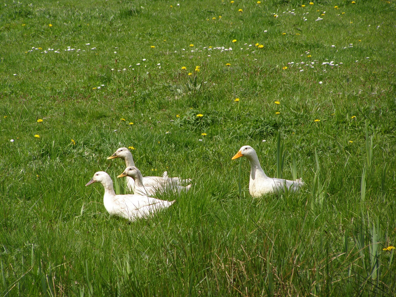 ducks grass fields free photo