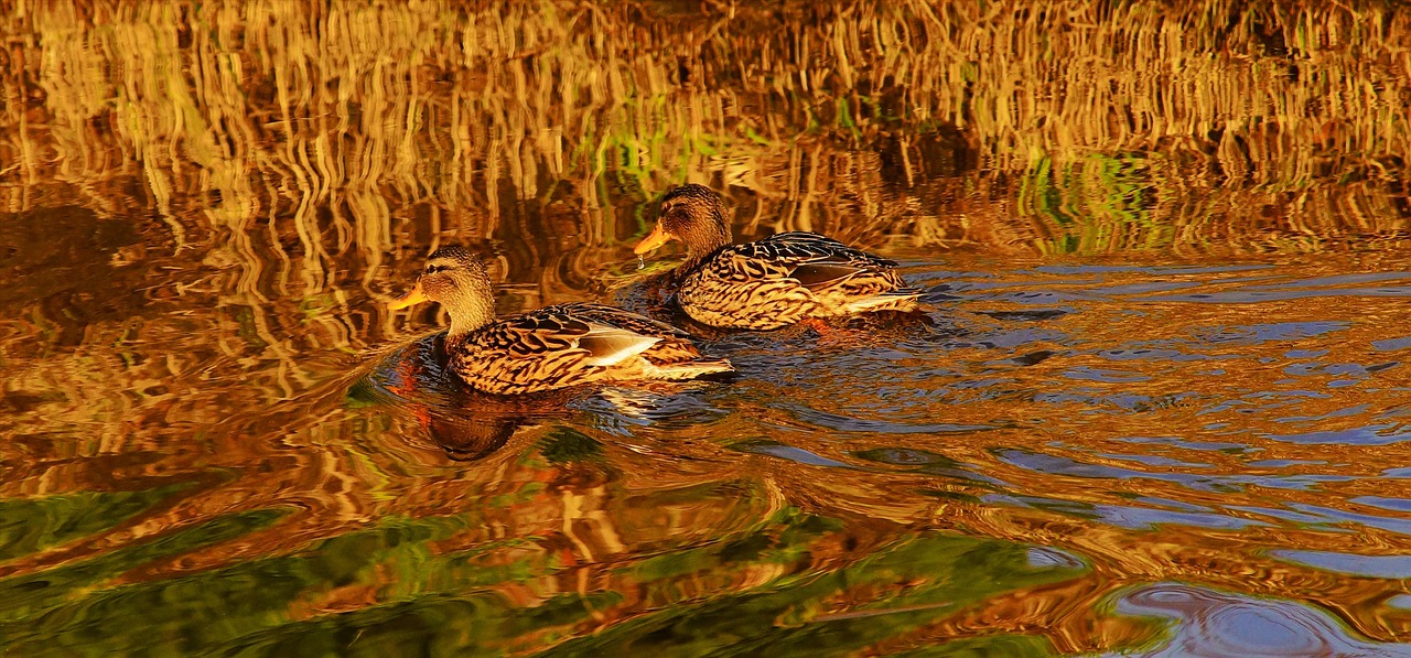 ducks female birds free photo