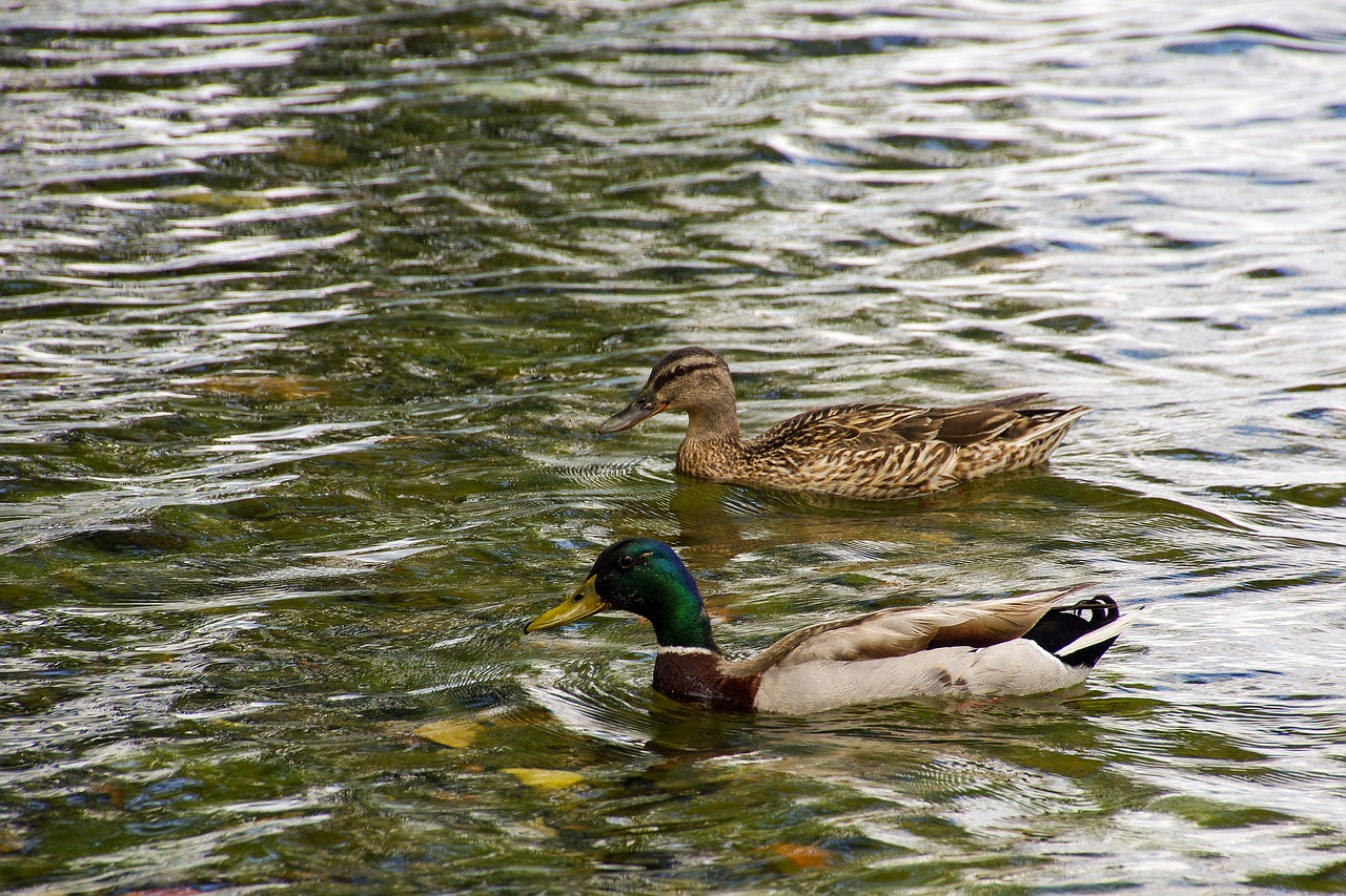 ducks anatidi anas platyrhynchos free photo