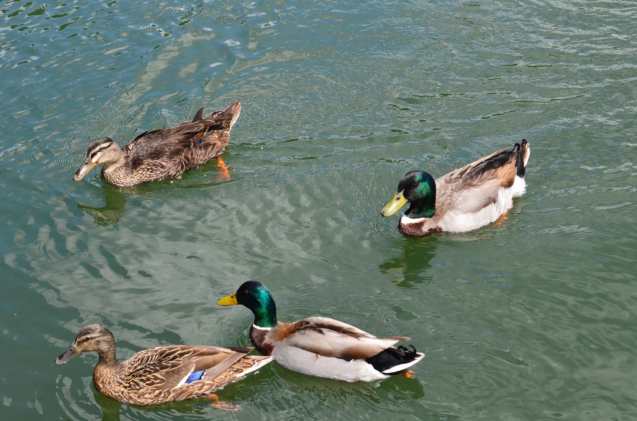 ducks mallard water free photo