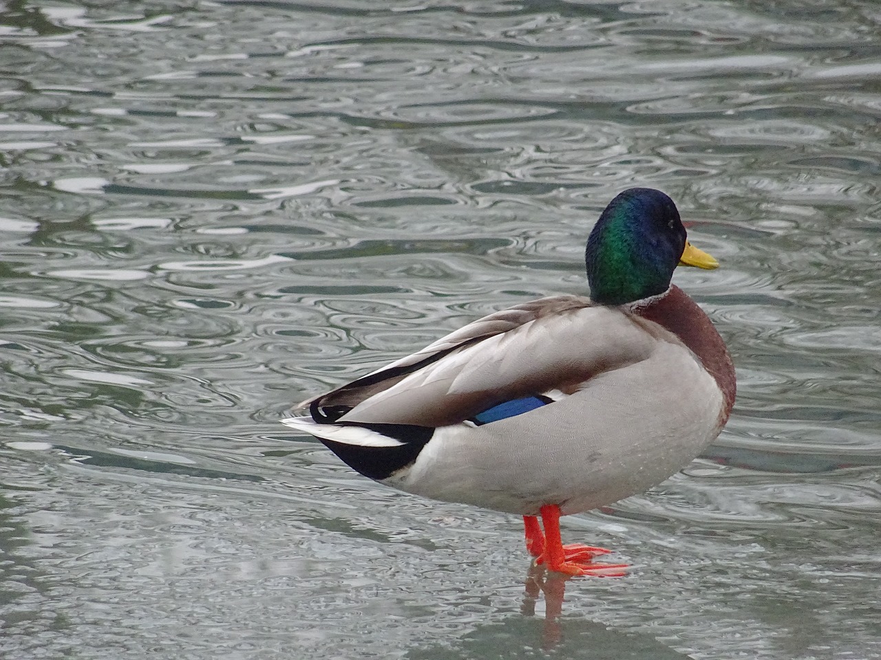 ducks casting lahn free photo