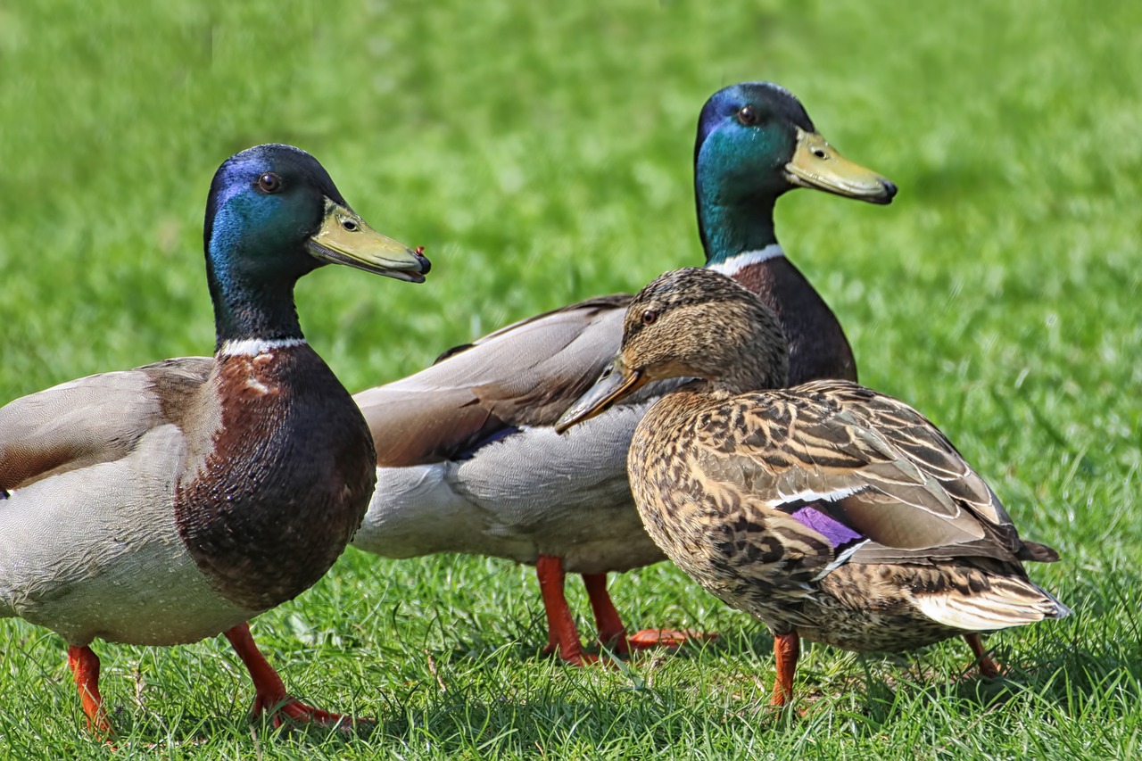 ducks mallards meadow free photo