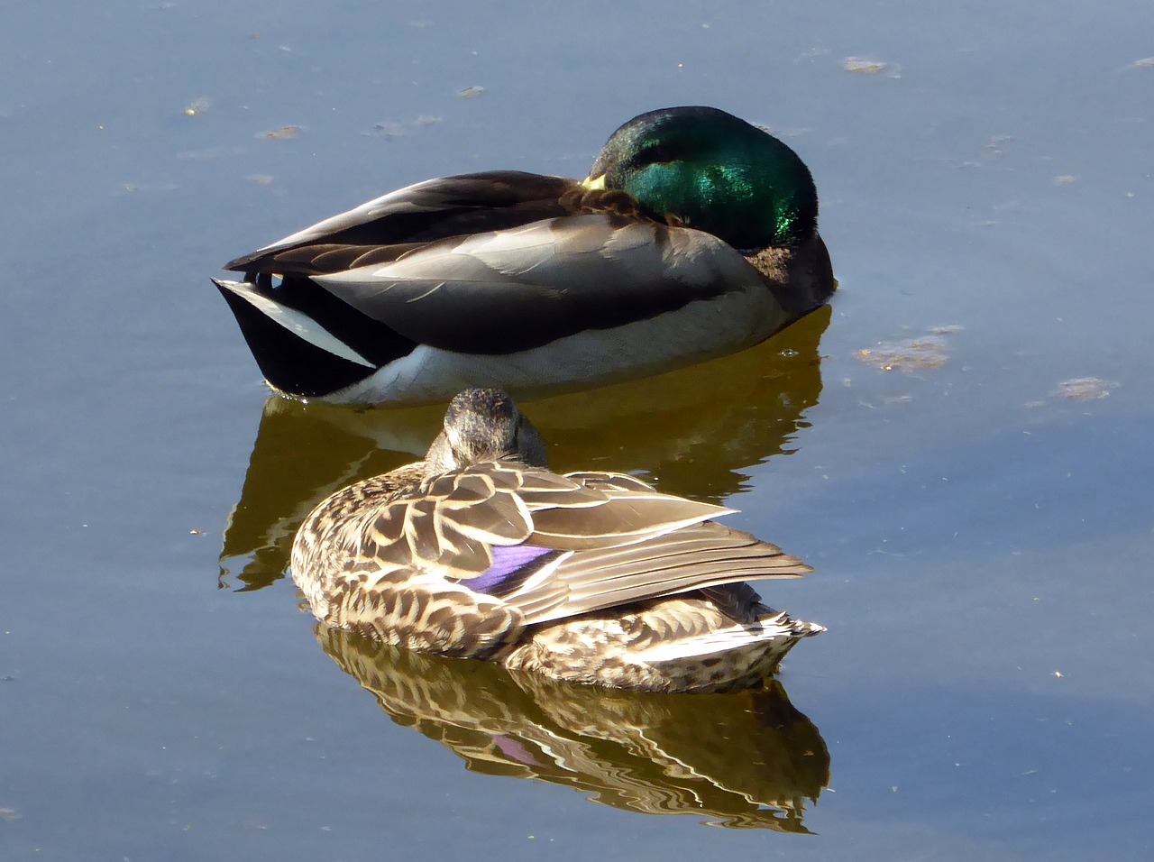 ducks mates pond free photo