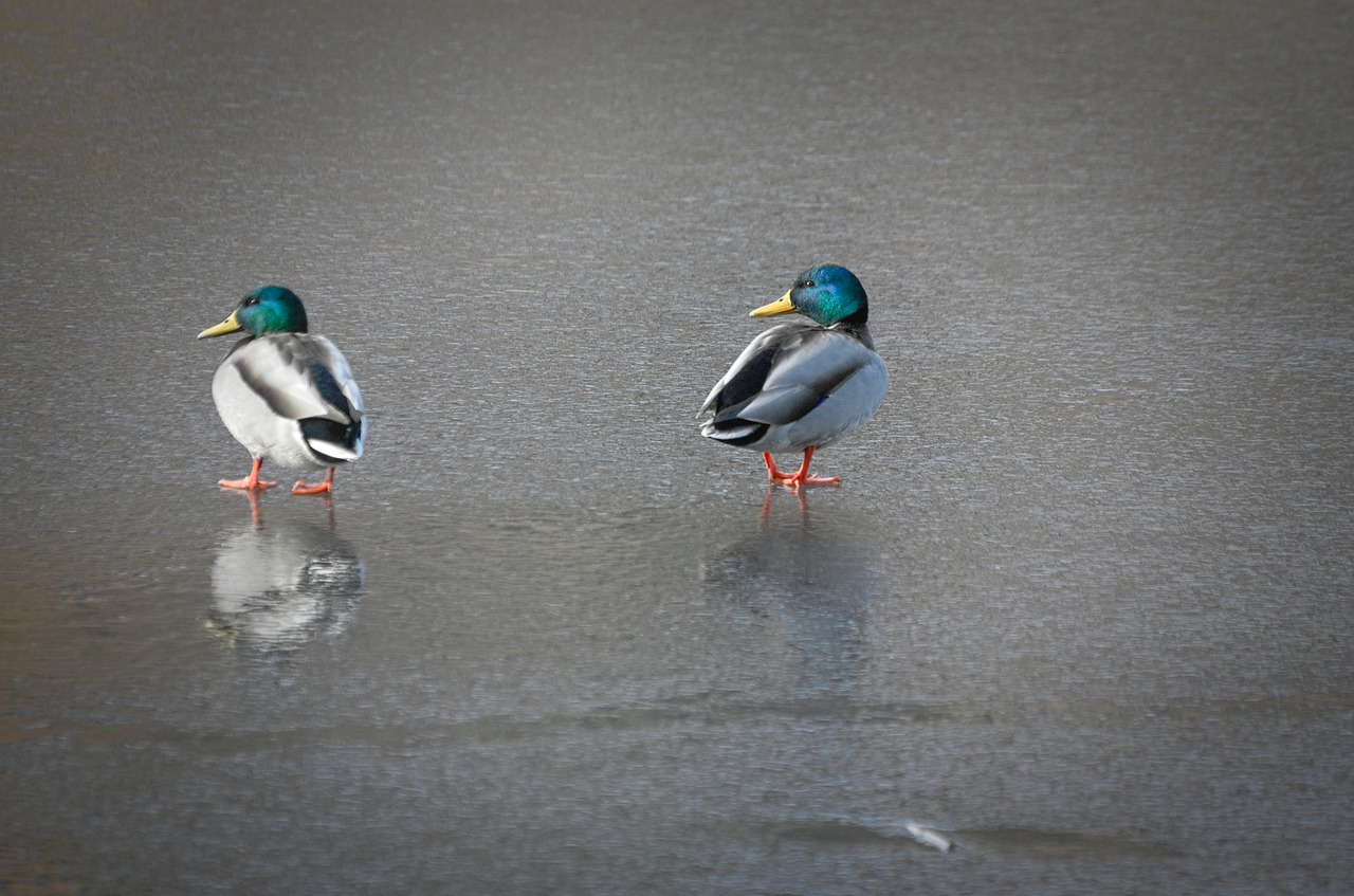 ducks mallards waterfowl free photo