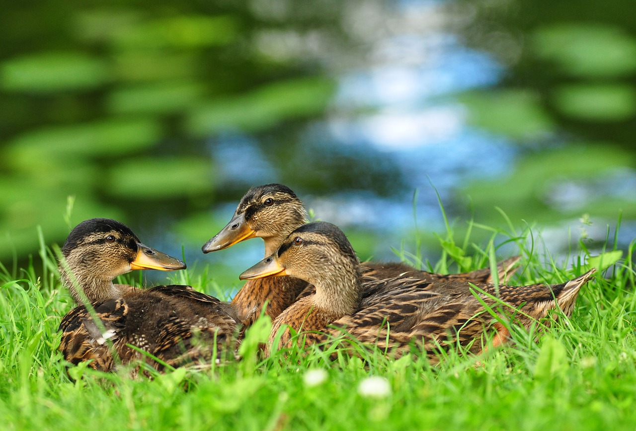 ducks bird animals free photo