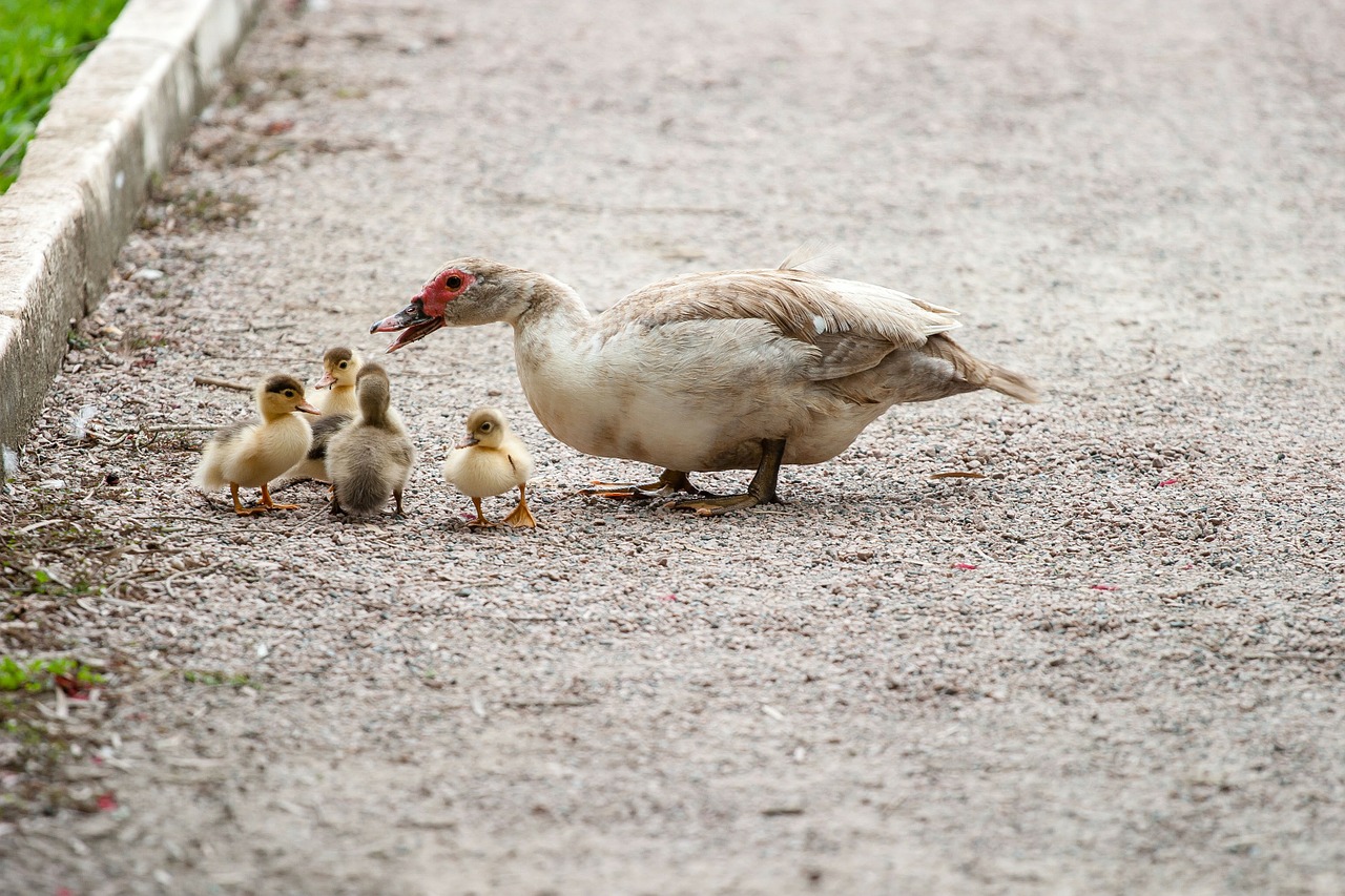 ducks mom duckling free photo