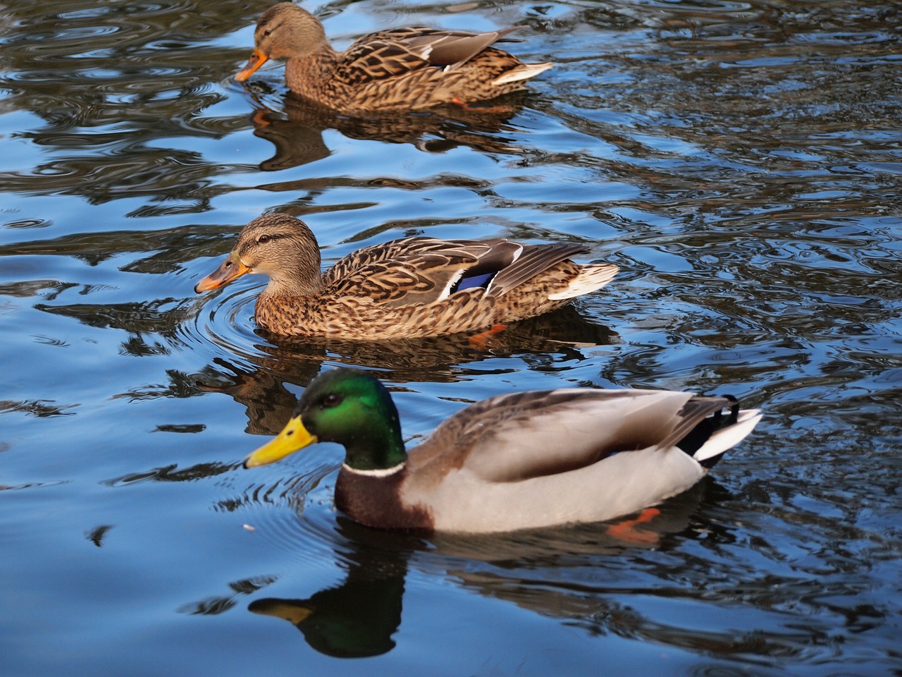 ducks nature wild birds free photo