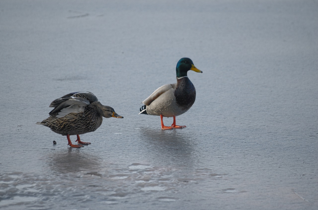 ducks mallards anas platyrhynchos free photo