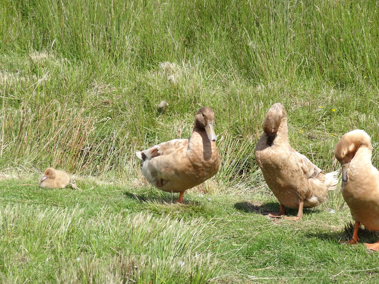 ducks nature grass free photo