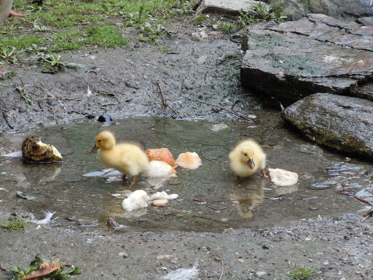 ducks boy summer free photo