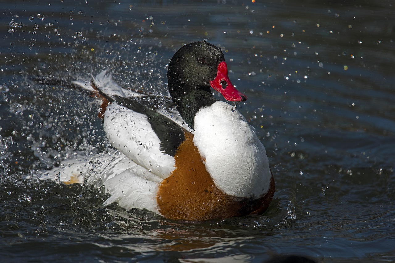 ducks brand goose swim free photo