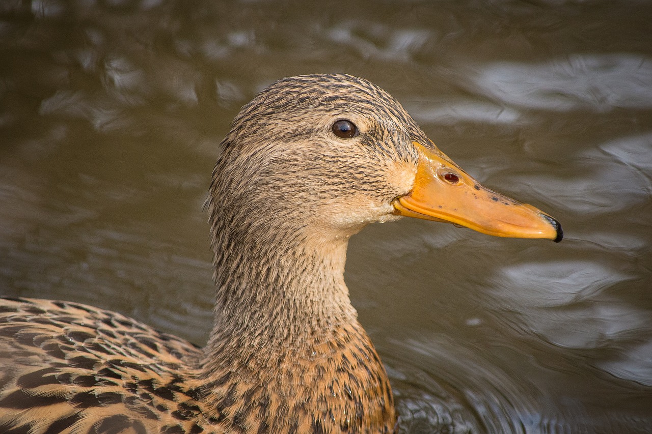 ducks mallards landscape free photo