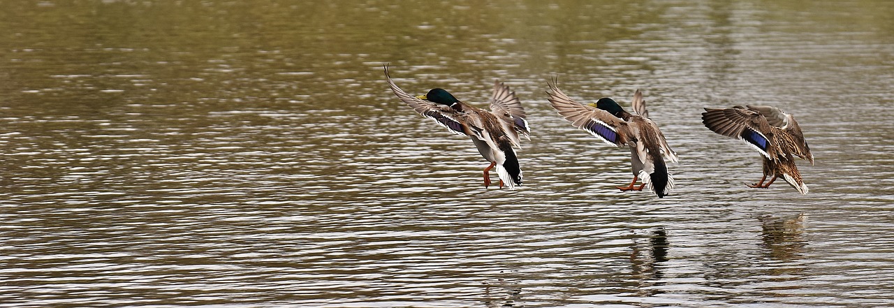 ducks swarm landing free photo