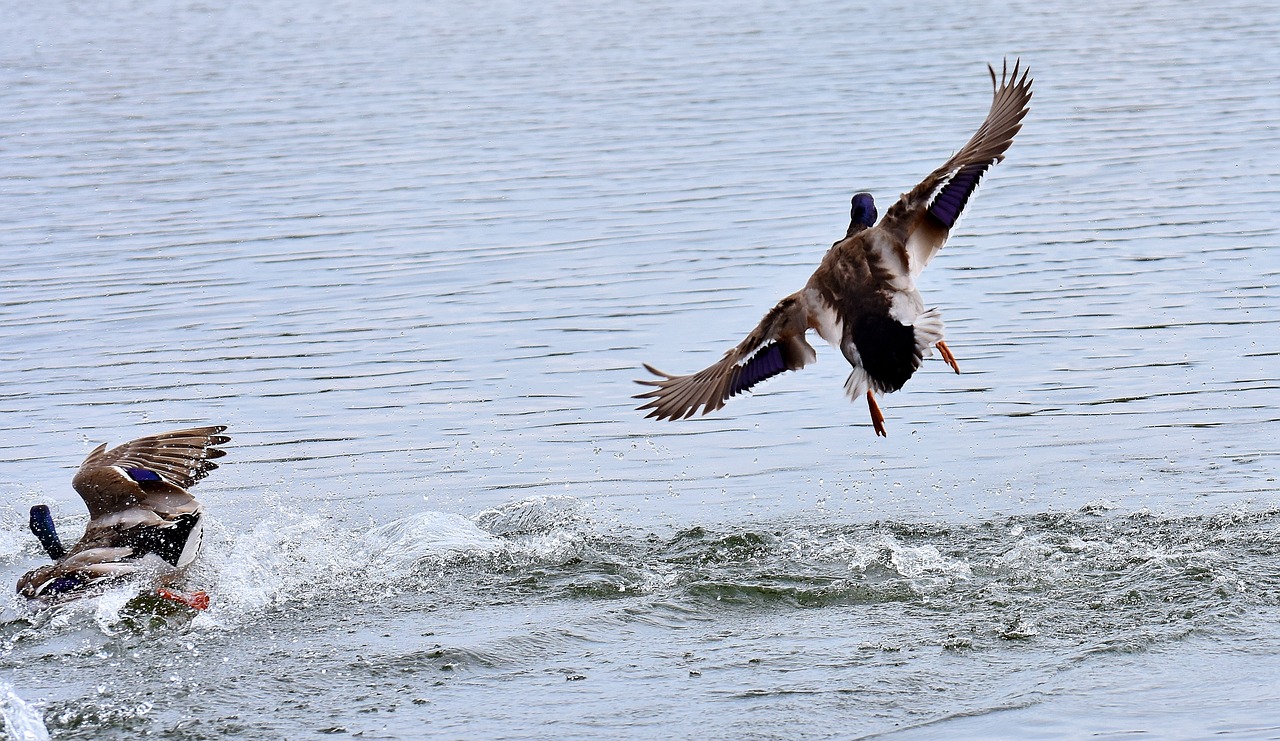ducks mallards landing free photo