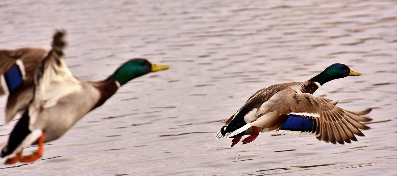 ducks mallards flight free photo