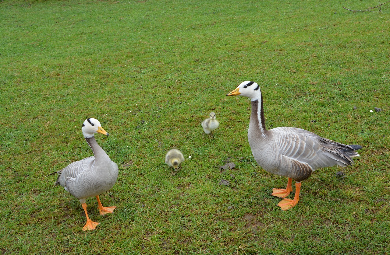 ducks family animals free photo