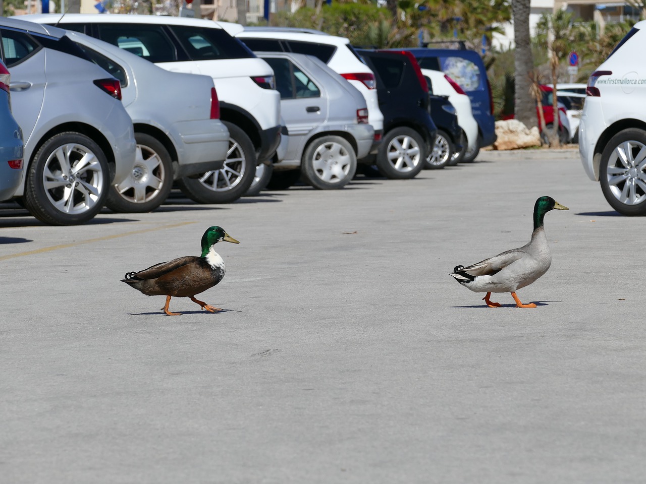 ducks city bird free photo