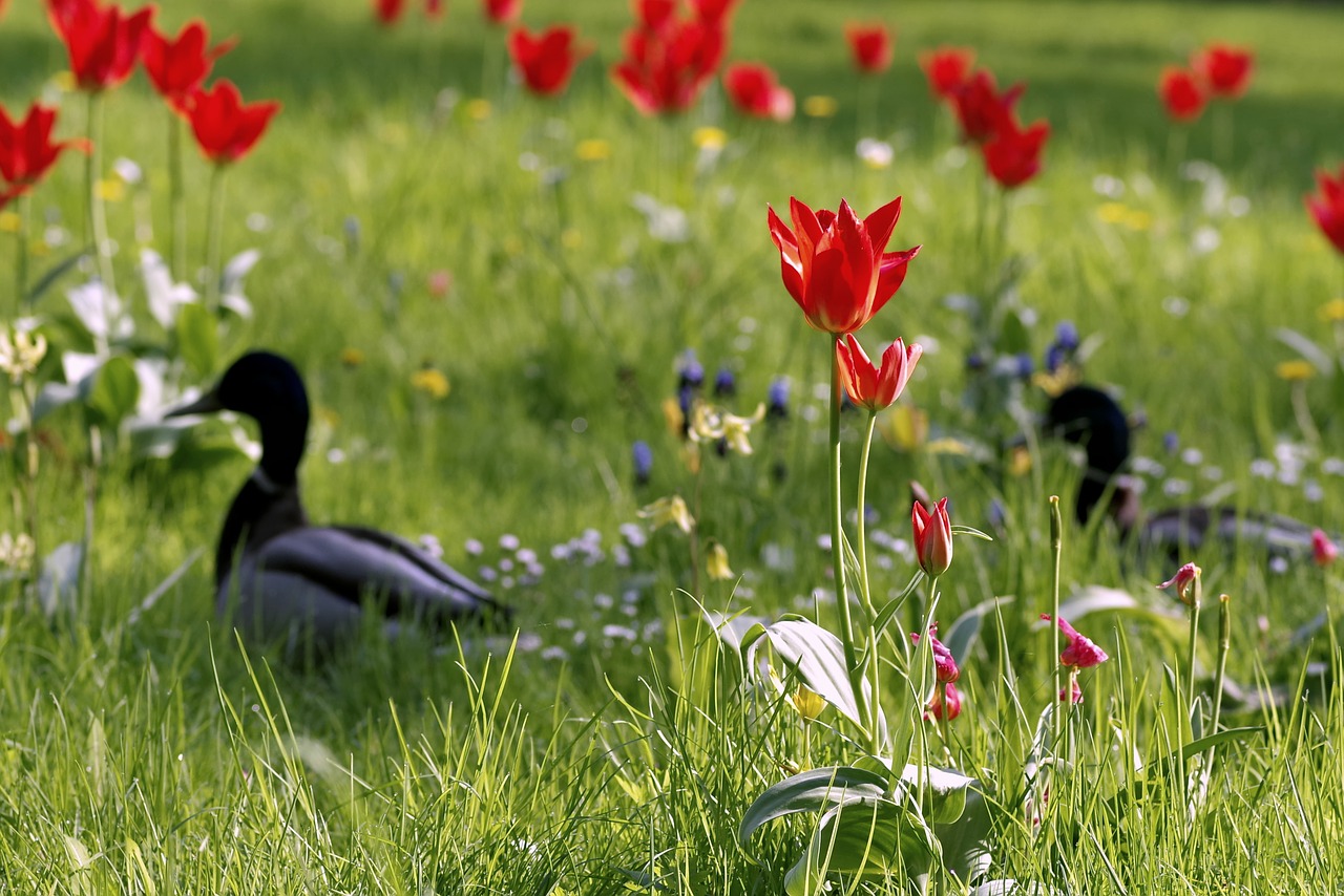 ducks meadow fancy free photo