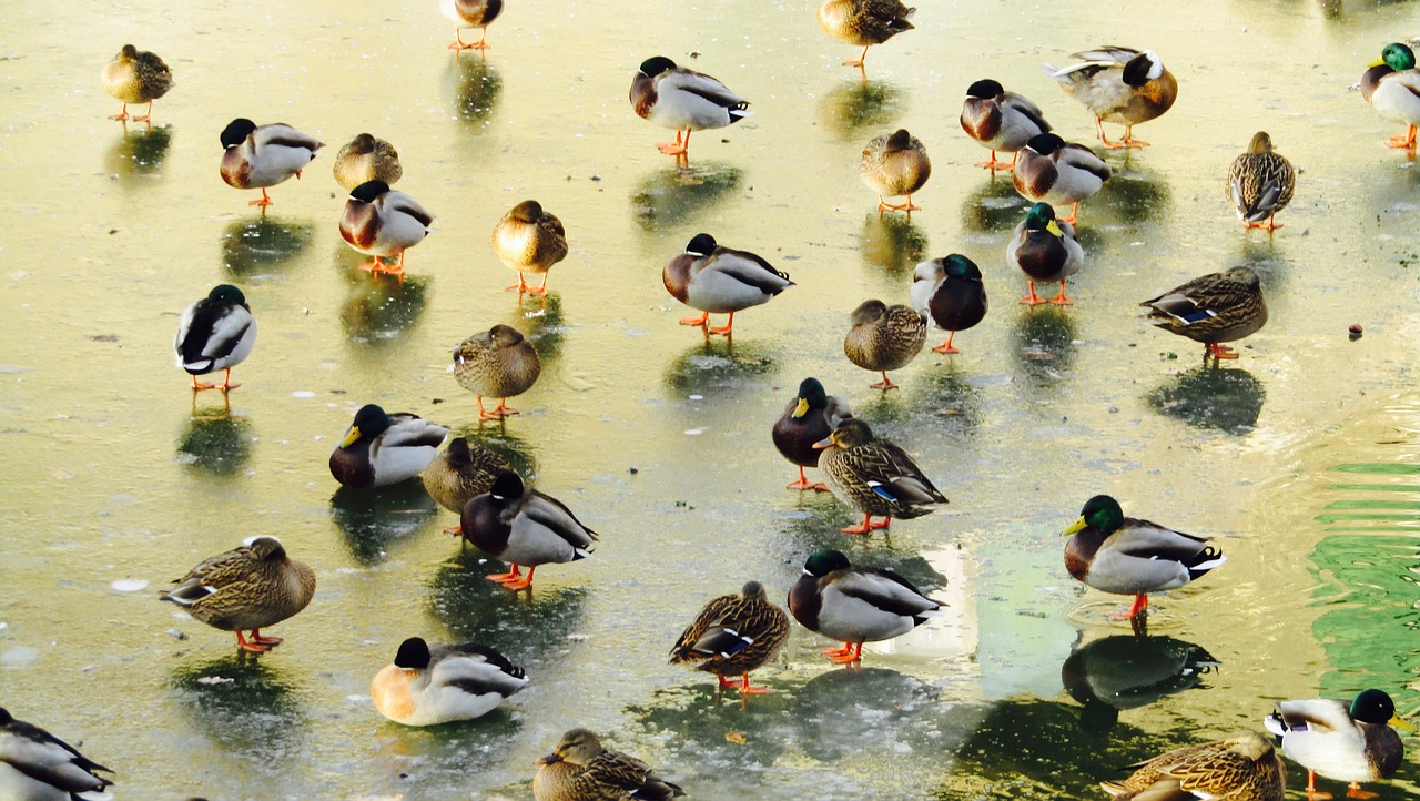 ducks winter water free photo