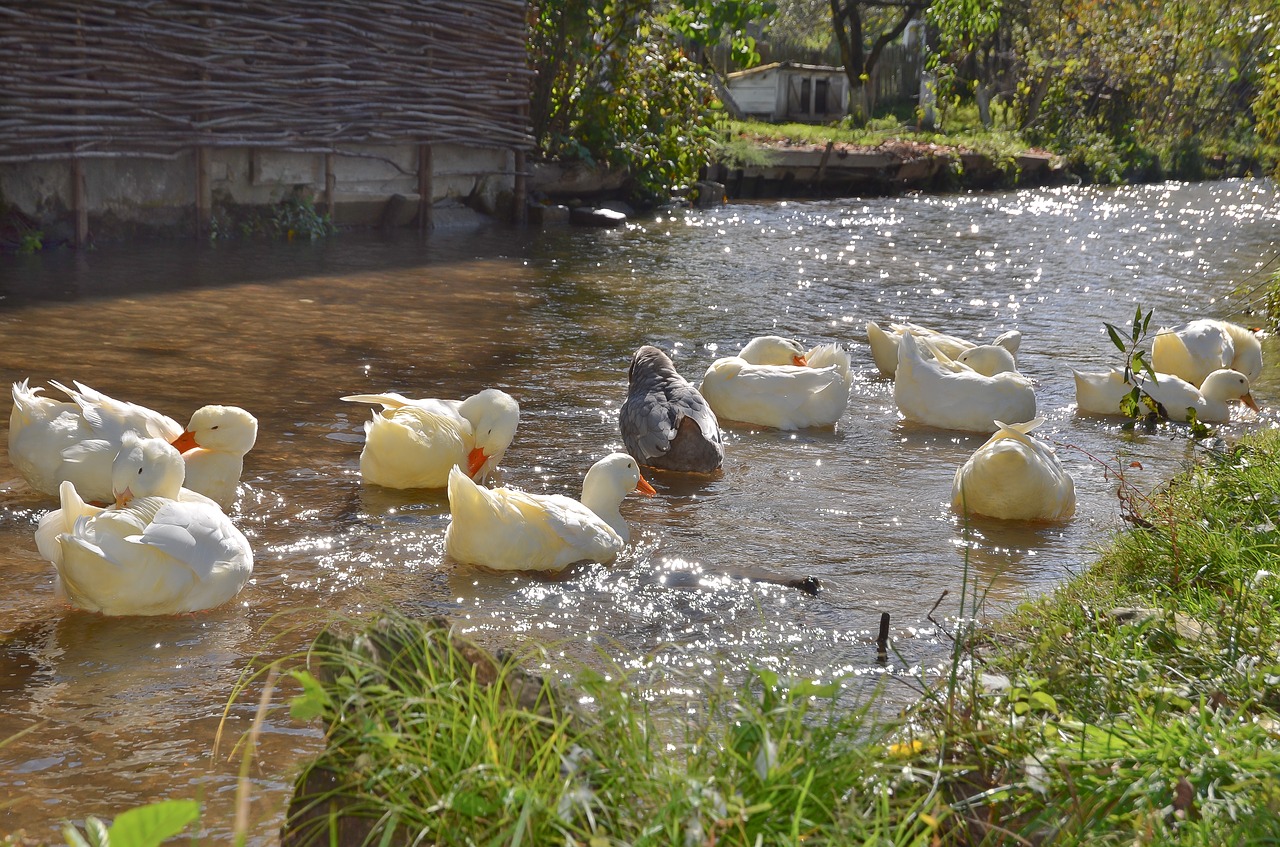 ducks river animals free photo