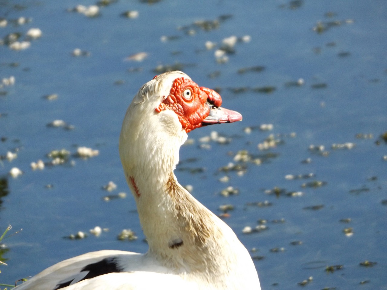 ducks of the laguito free photo