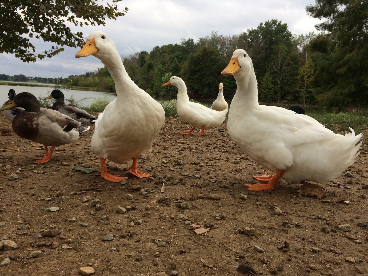 ducks lake nature free photo