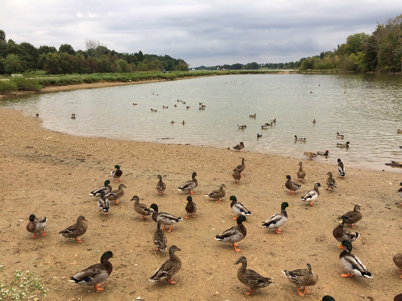 ducks lake nature free photo