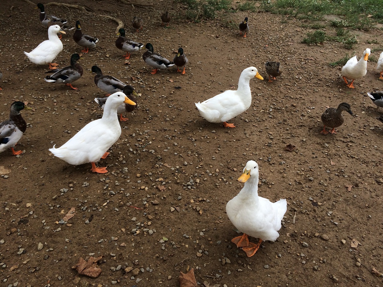 ducks nature bird free photo