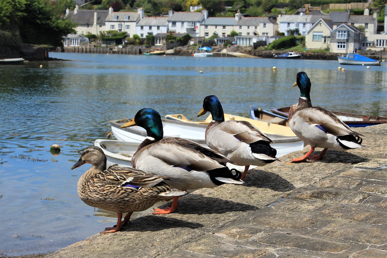 ducks water wildlife free photo