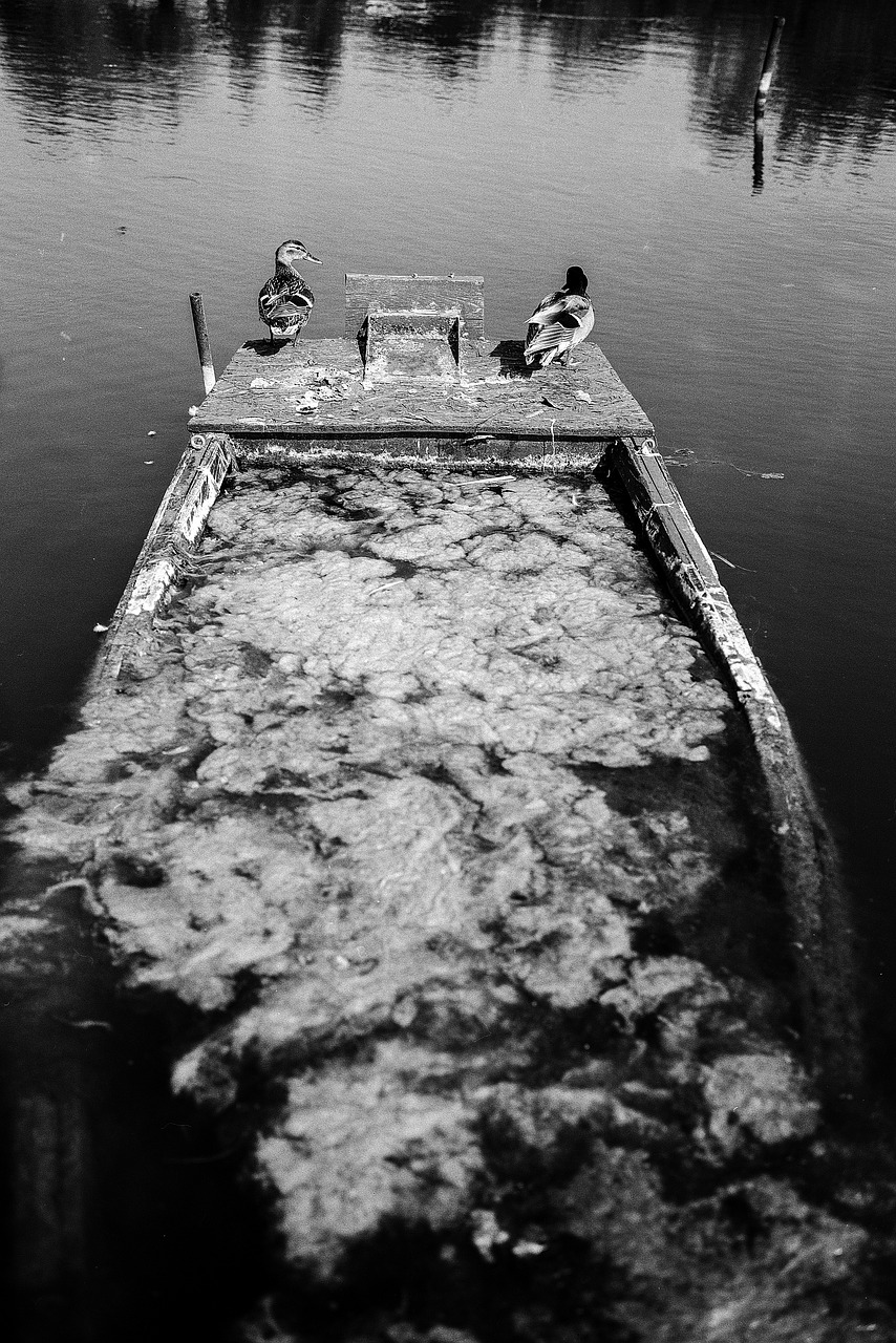 ducks lake old free photo