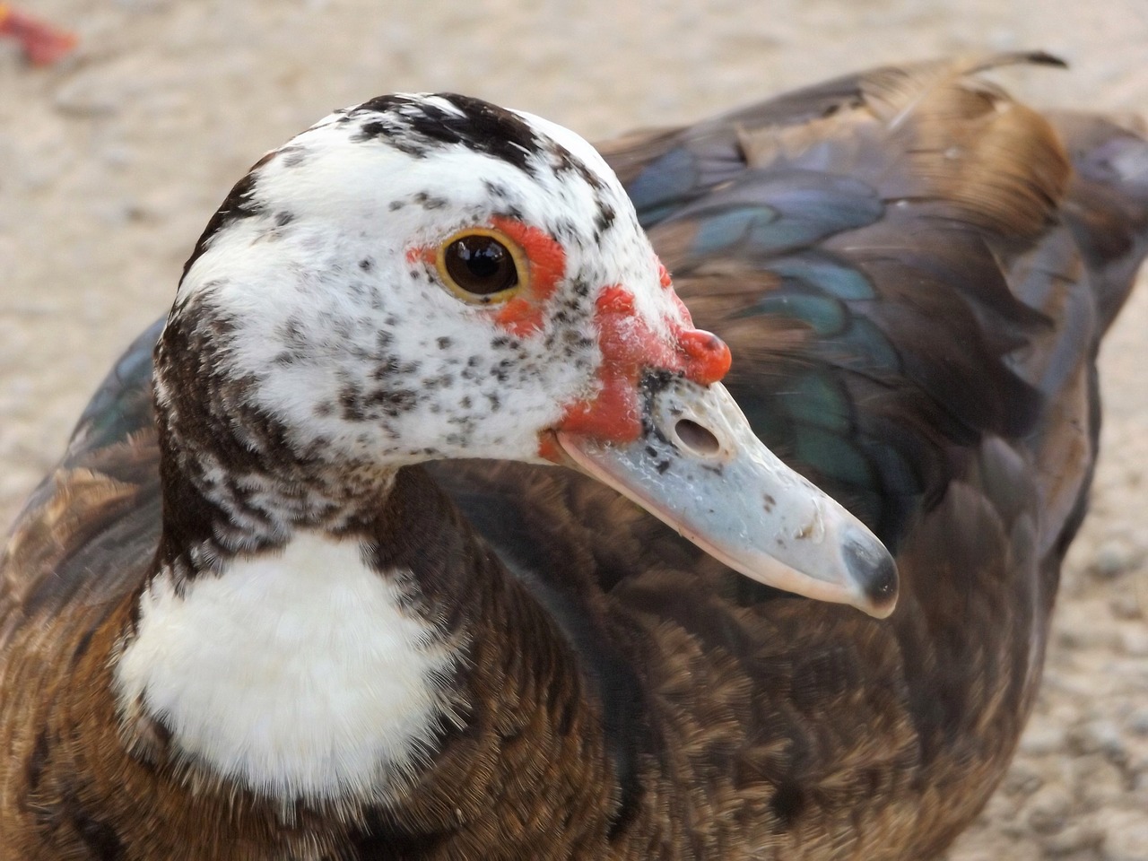 ducks in the free photo