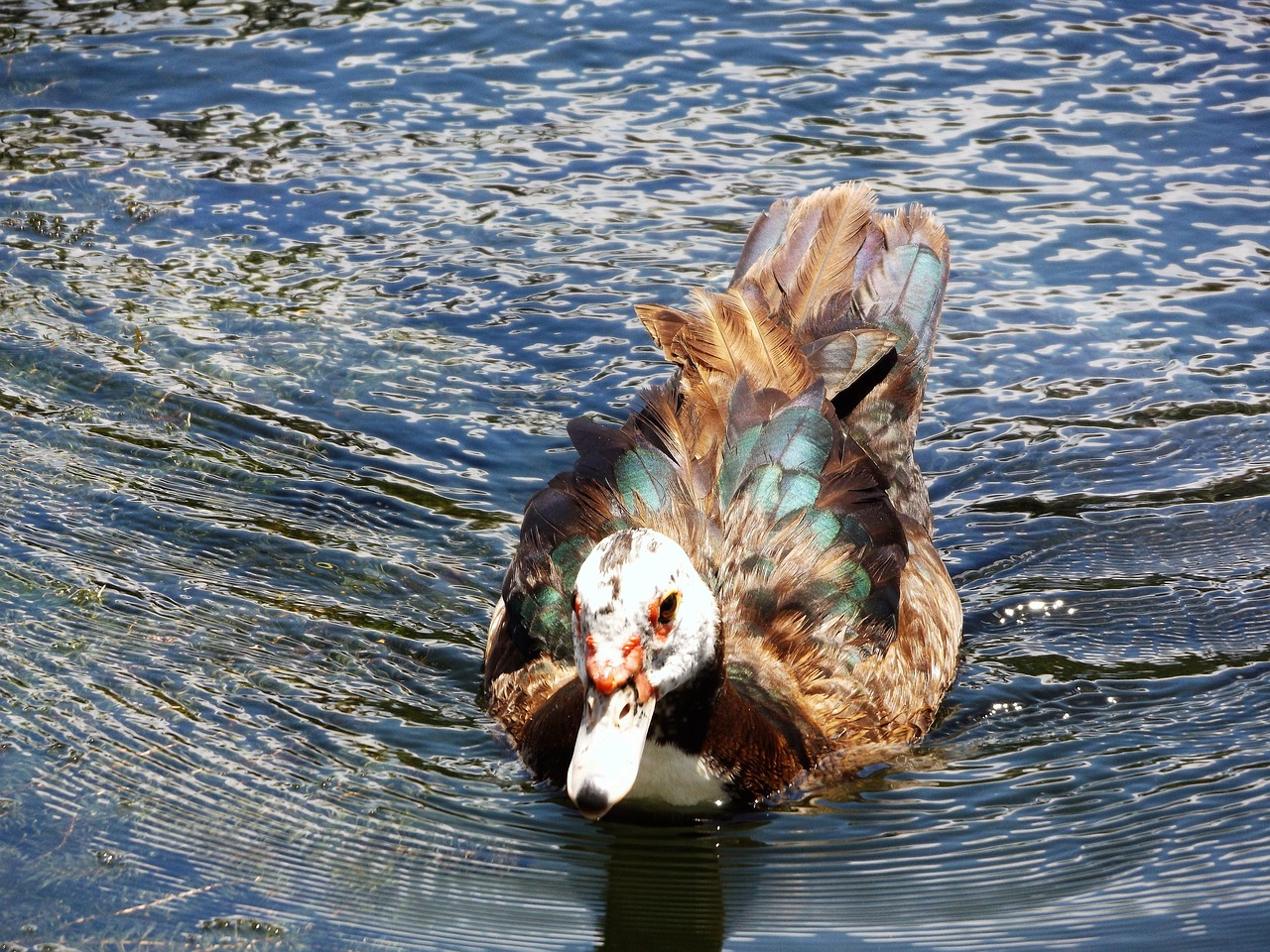 ducks nedando in free photo