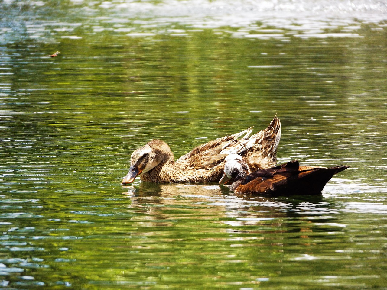 ducks of the lake free photo