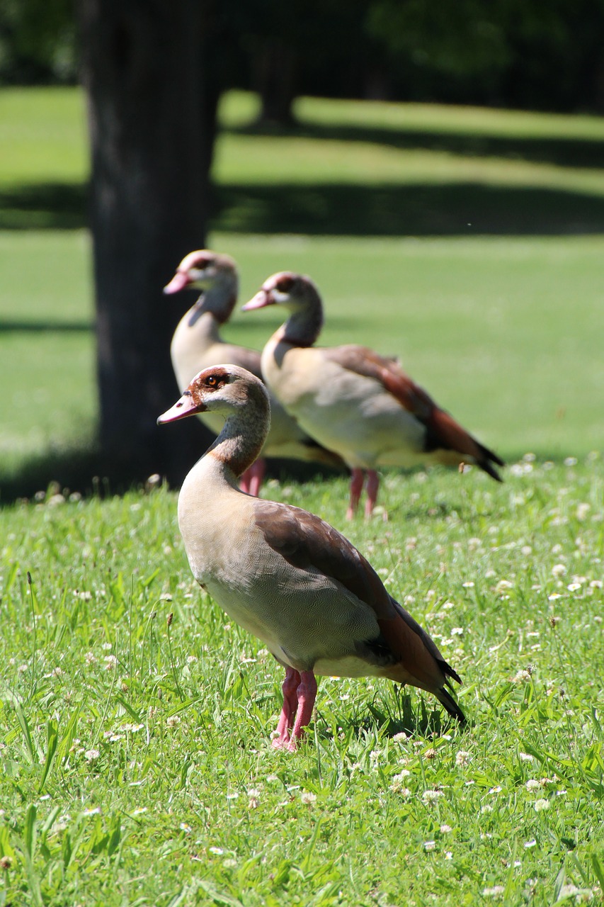 ducks meadow water bird free photo