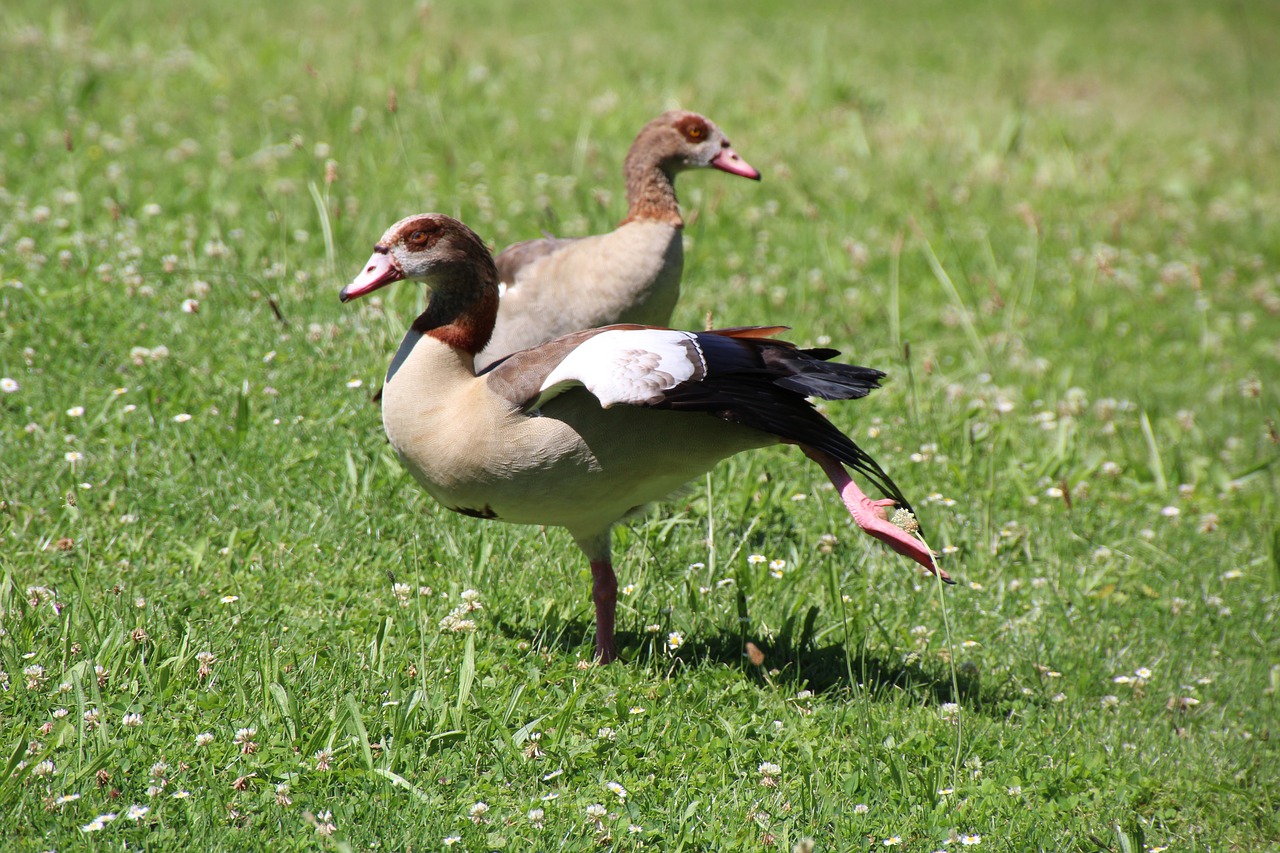 ducks meadow water bird free photo