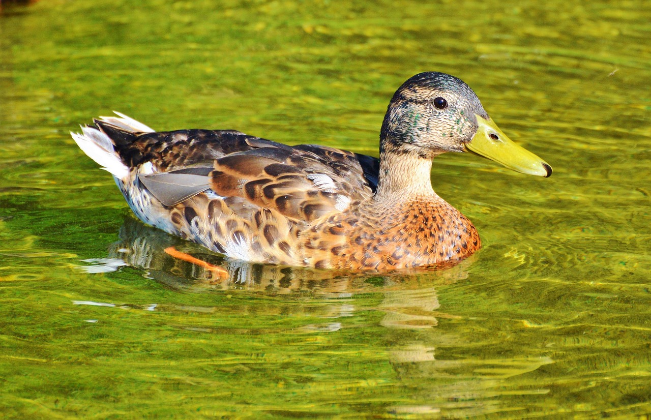 ducks waterfowl bird free photo