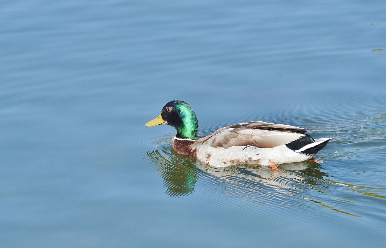 ducks waterfowl bird free photo