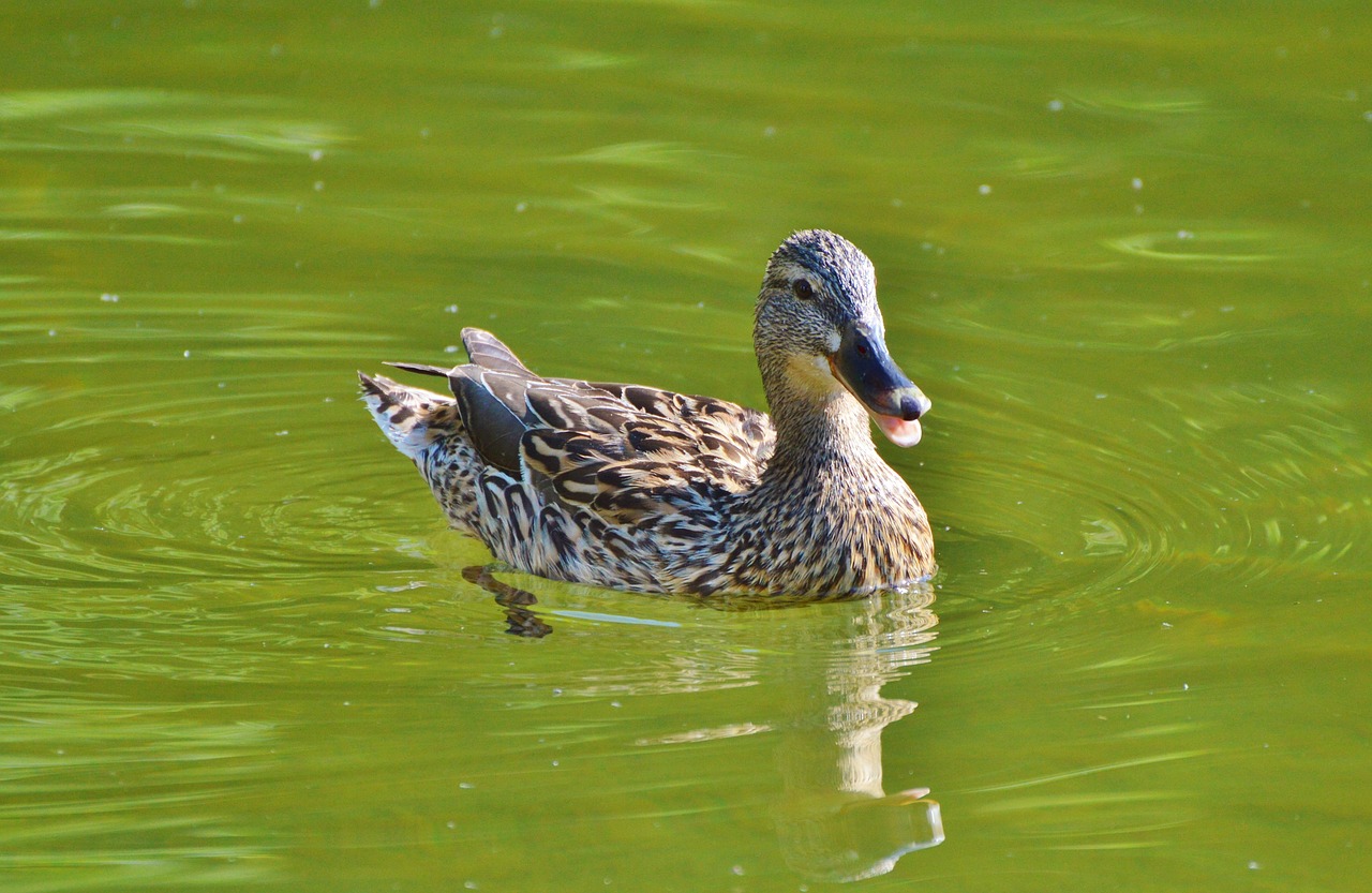 ducks waterfowl mallard free photo