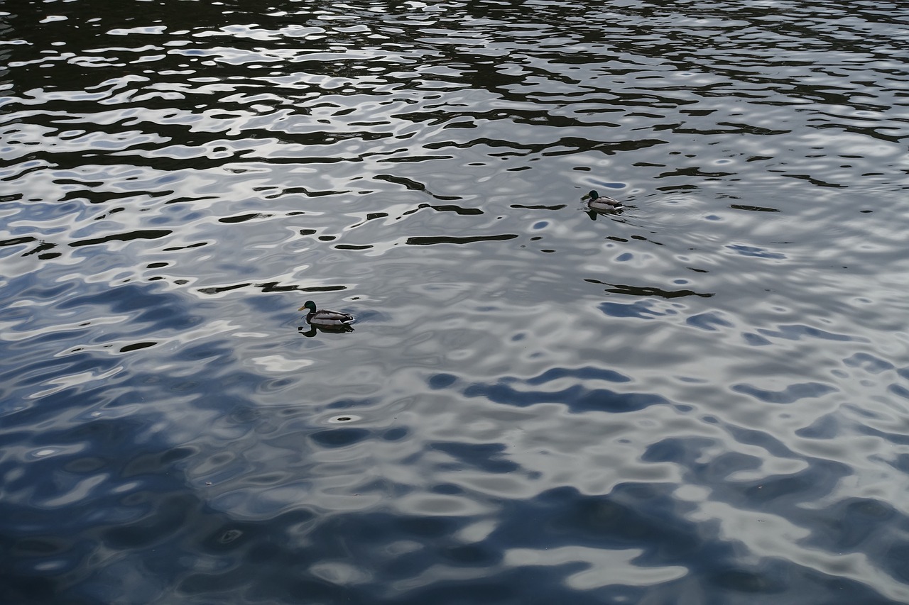 ducks ducks swimming sea free photo