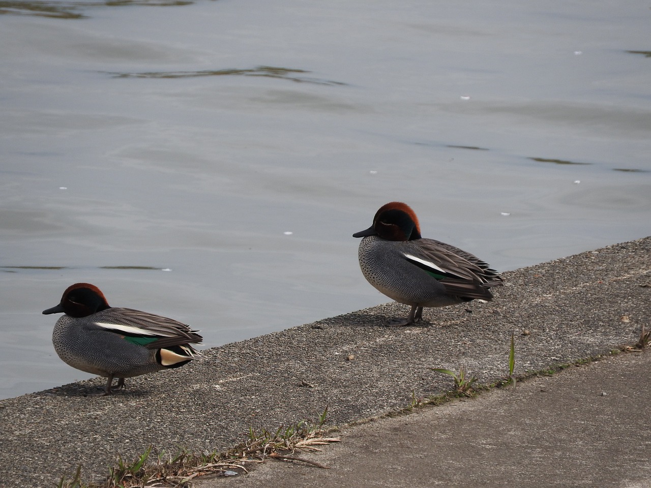 ducks bird lake free photo