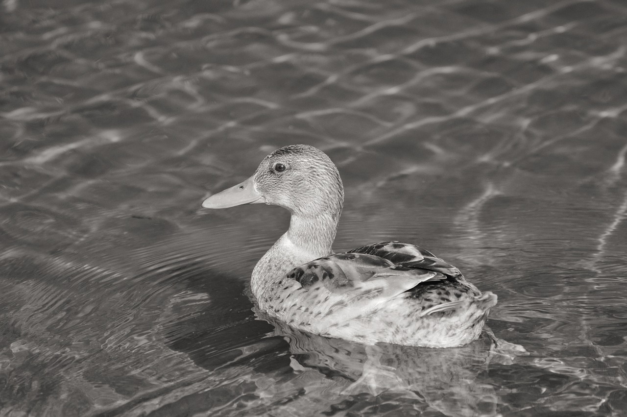 ducks young duck waterfowl free photo