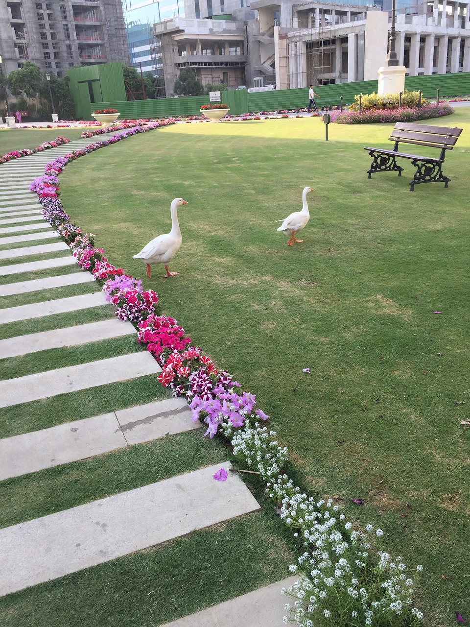 ducks park bench free photo