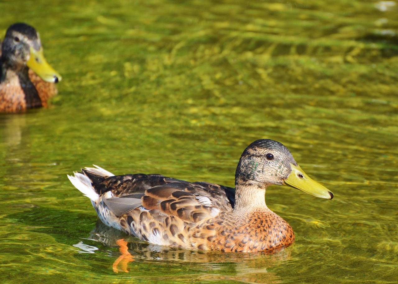 ducks waterfowl mallard free photo