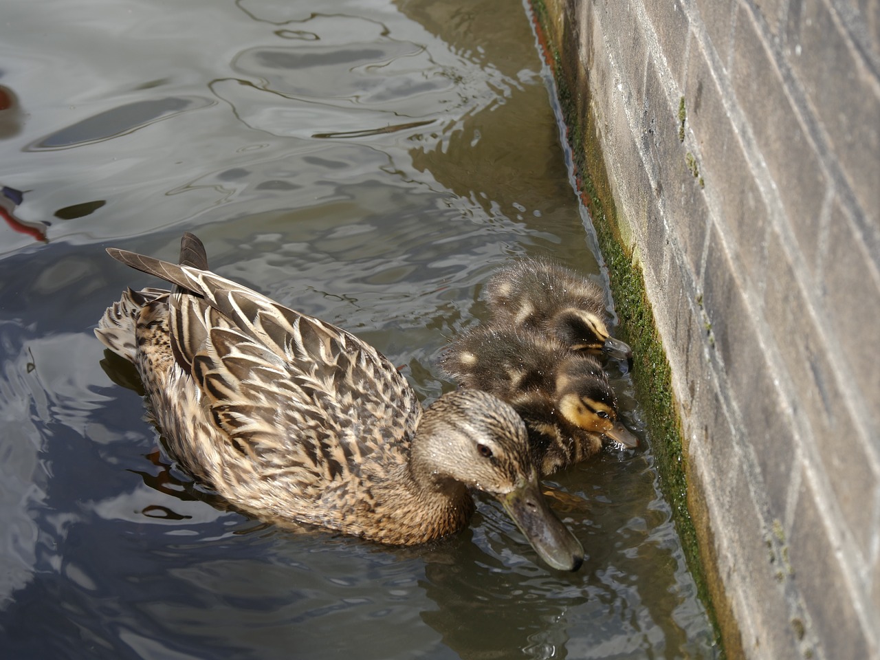 ducks mother wildlife photography free photo